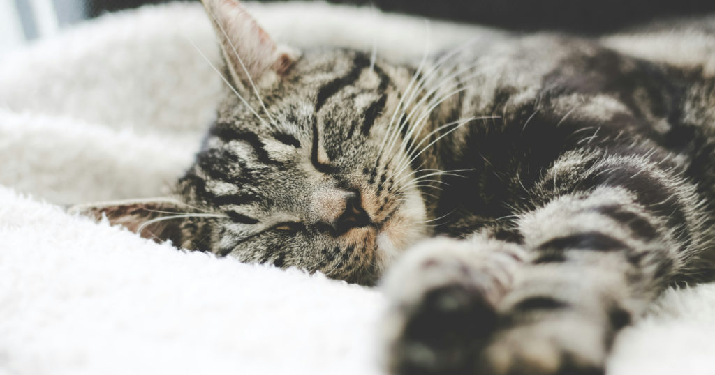 Exploring Organic Tofu Cat Litter: Clumping, Paw-Friendly & Effective
