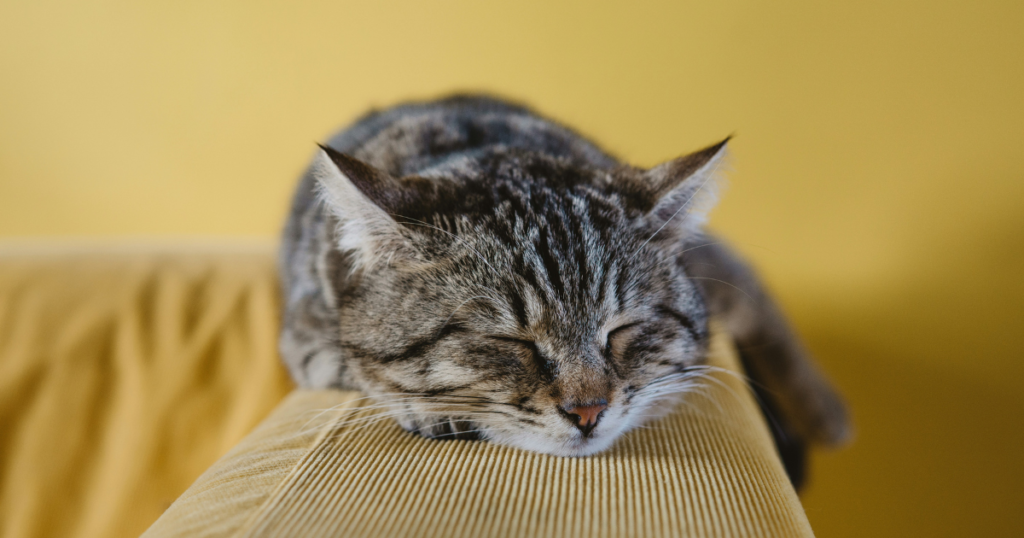 Exploring Organic Tofu Cat Litter: Clumping, Paw-Friendly & Effective