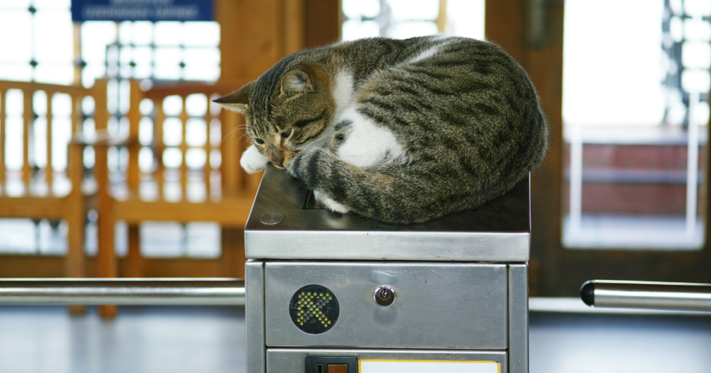 Exploring Organic Tofu Cat Litter: Clumping, Paw-Friendly & Effective